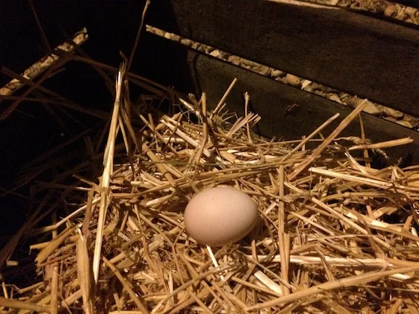Our first egg!
