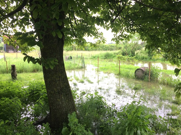 Water levels creeping up to our walnut tree