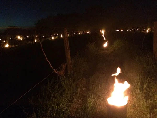 Anti-frost candles ward of threats from dropping temperatures in the vines