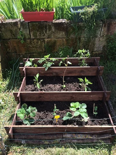 Plan B potager, filled with happy plants