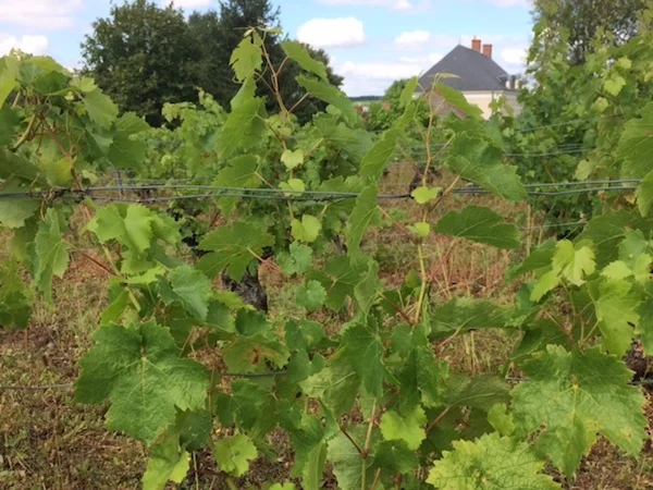 Marie-Claude and Pierre-Philippe's Cabernet vines