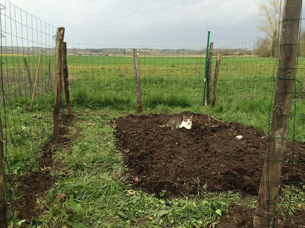 Early, innocent days of my first potager