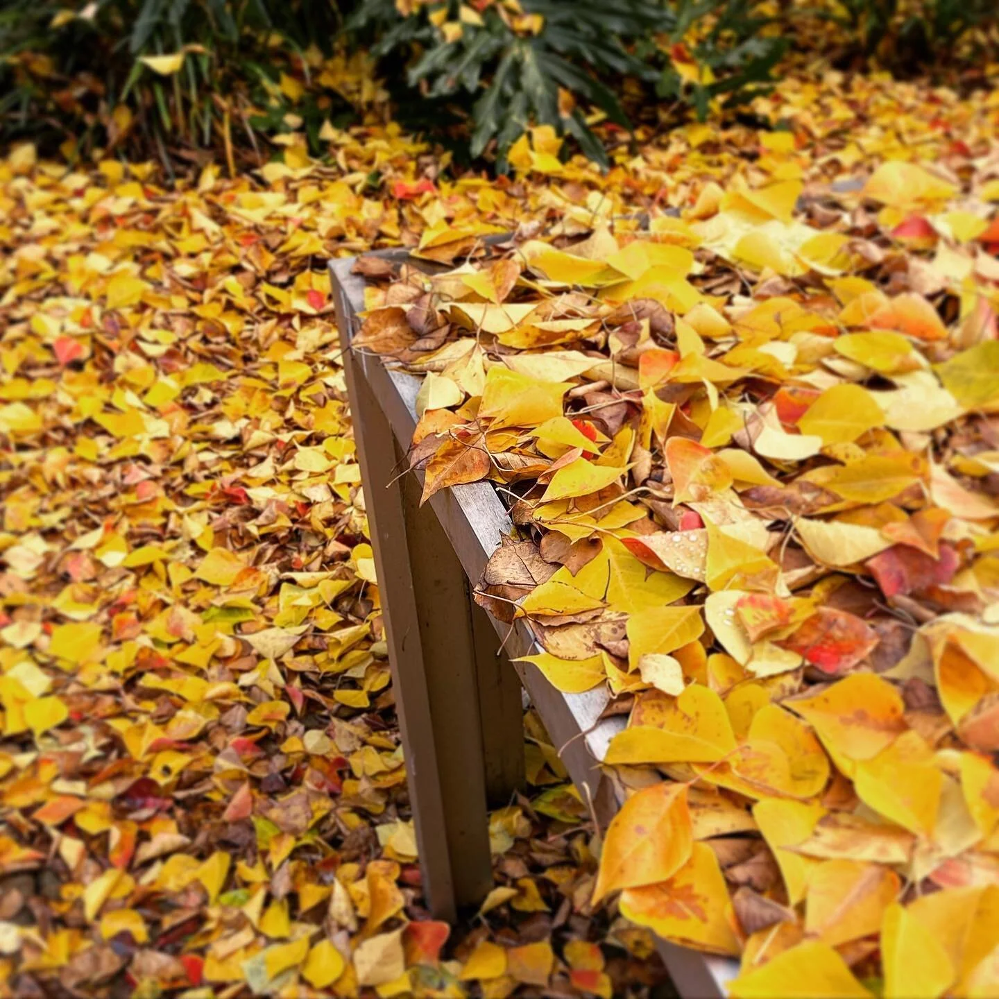 Colours from winter.
#winter #colour #leaves #yellowleaves #yellow #parkbench