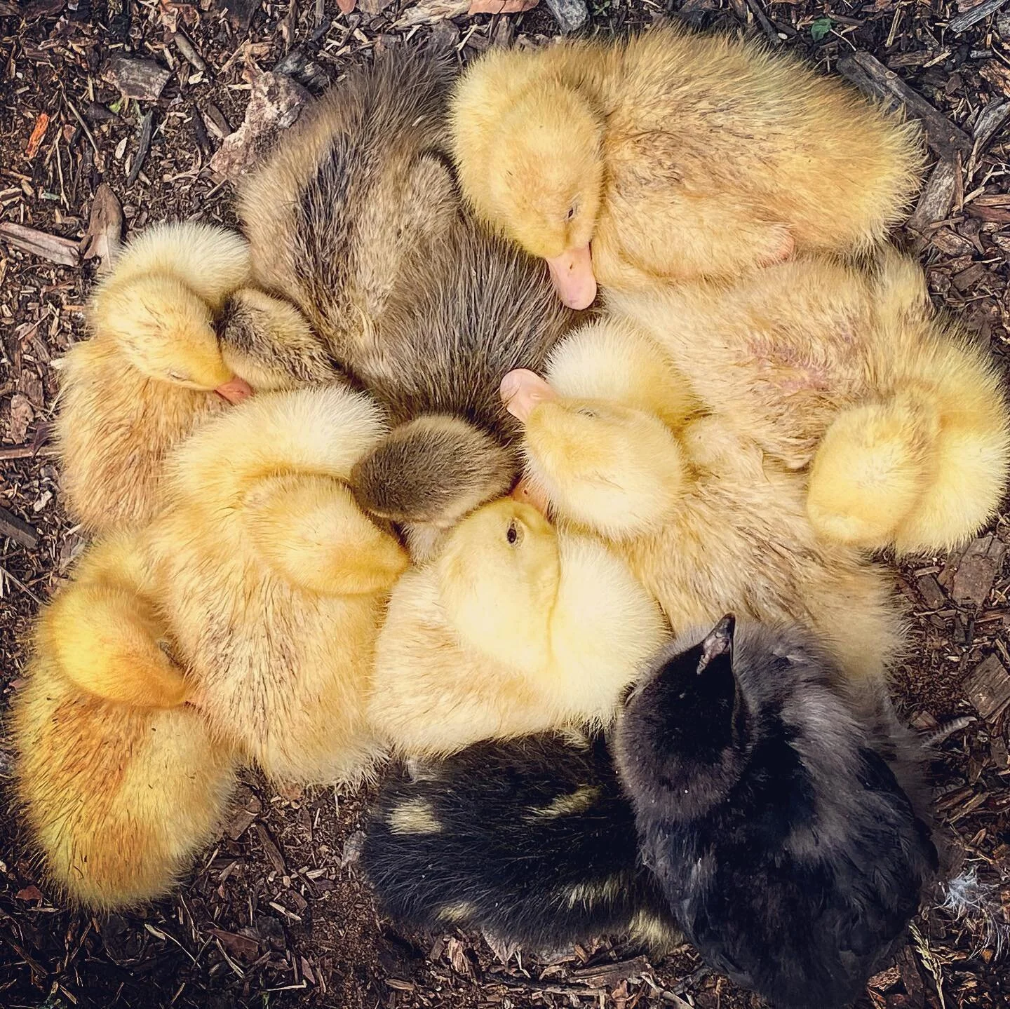 Cute ducklings cuddling up.
#blacktowncouncil #petfestival #ducklings #yellow #goat #lamb #fluffy #cuddles #animalfarm
