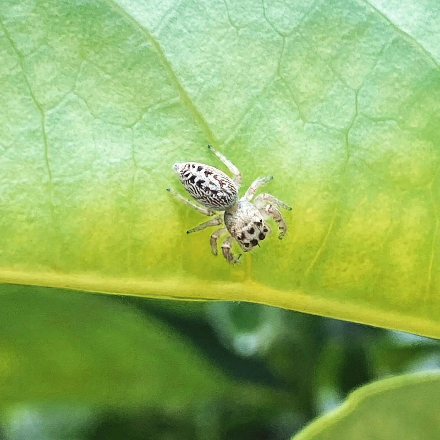 Testing out the iPhone 11x pro camera on this little spider.

#cutespider #littlespider #spider #iphone11xpro #camera #phonecameraonly #phonecamera  #phoneshot #nature #critter #lunchtime