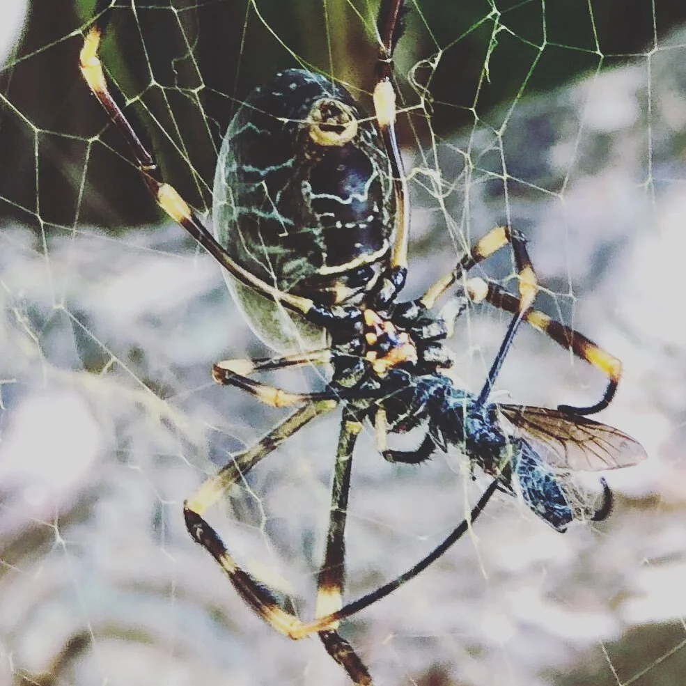 Spiders are fascinating.

#spider #spiders #arachnid  #web #8legs #goldenorb #goldenorbweaver #spiderbait #spiderdinner #dinnertime #ouch #poorfella #bigbody #arachnaphobia #curearachnophobia