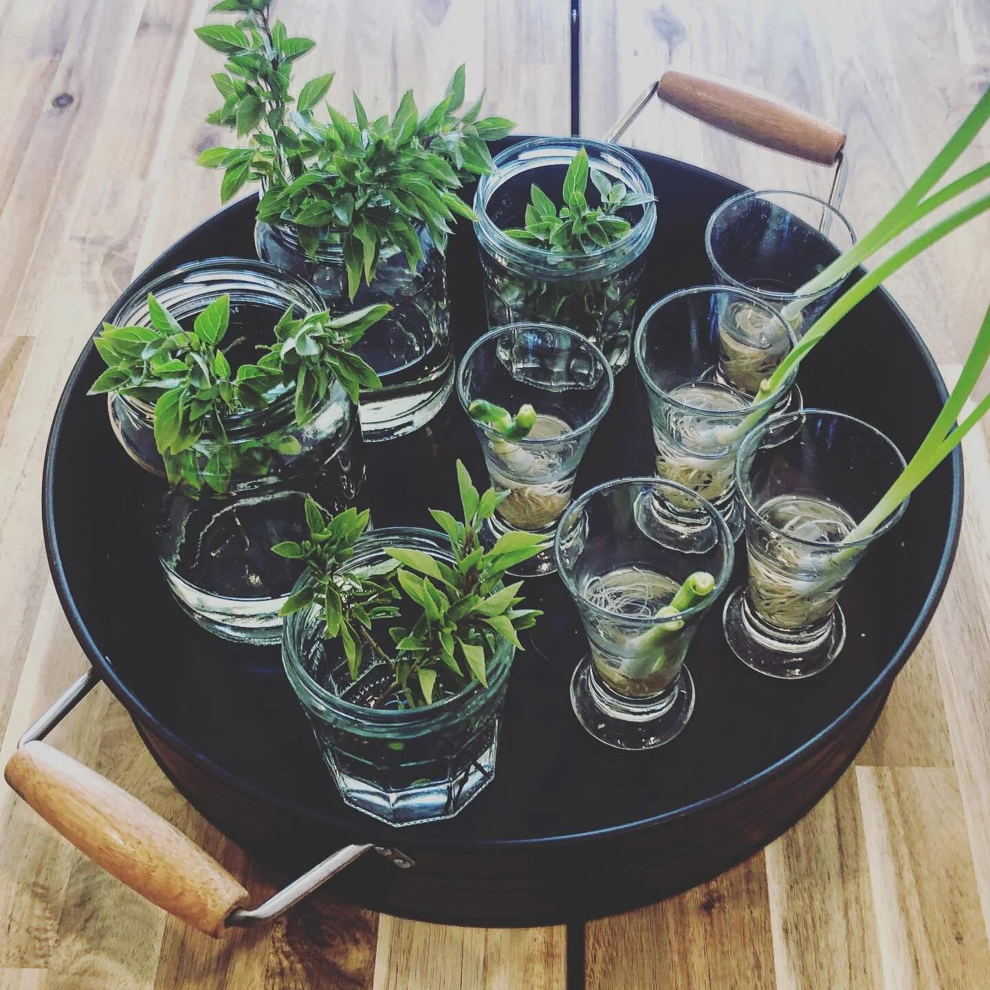 Time to propagate. Spring has its rewards.

#spring #summerisnear #ikea #kmart #propogate #propogatedplants #propogated #woodtable #wood #blacktray #green #speingonion #basil