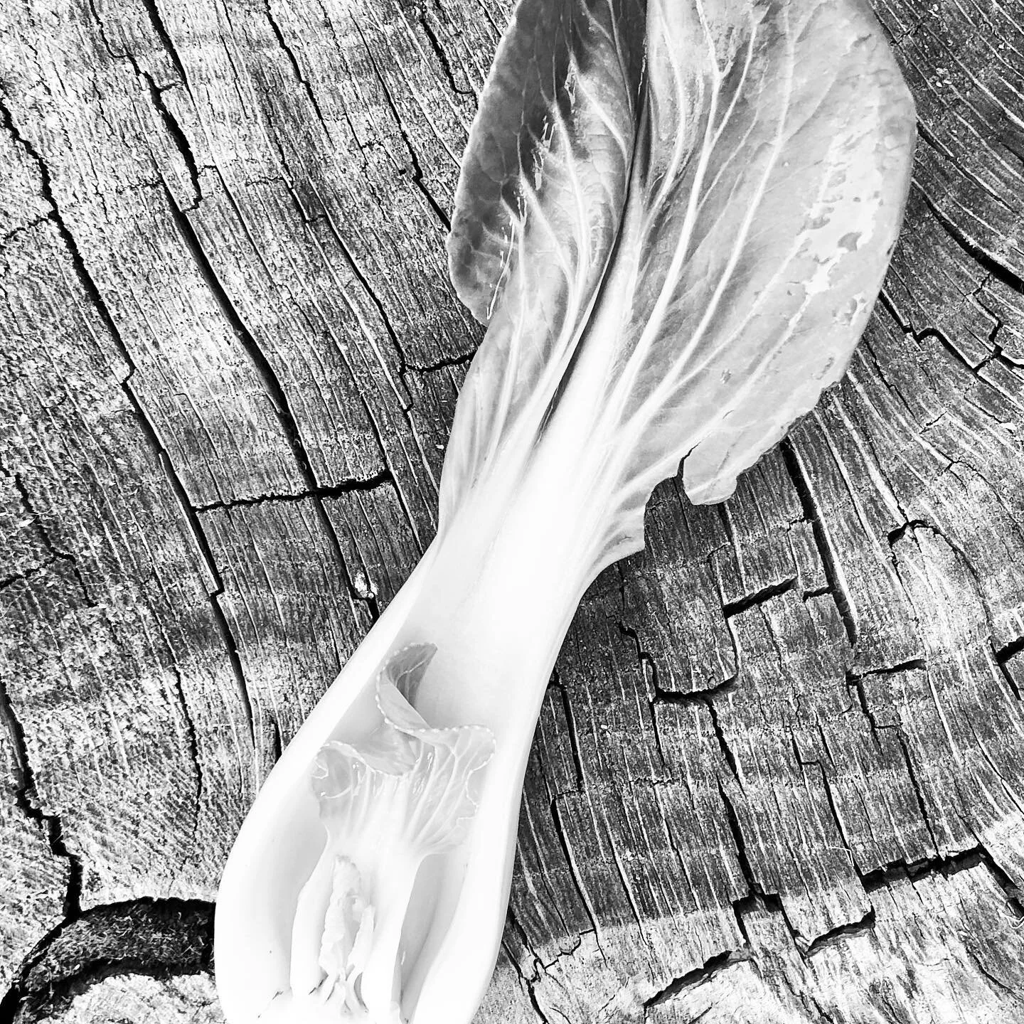 Yes this is a bok choy. Nature is fascinating.

#nature #bokchoy  #bokchoi #vegan #vegetarian #vegetables #veggies #naturaltrxture