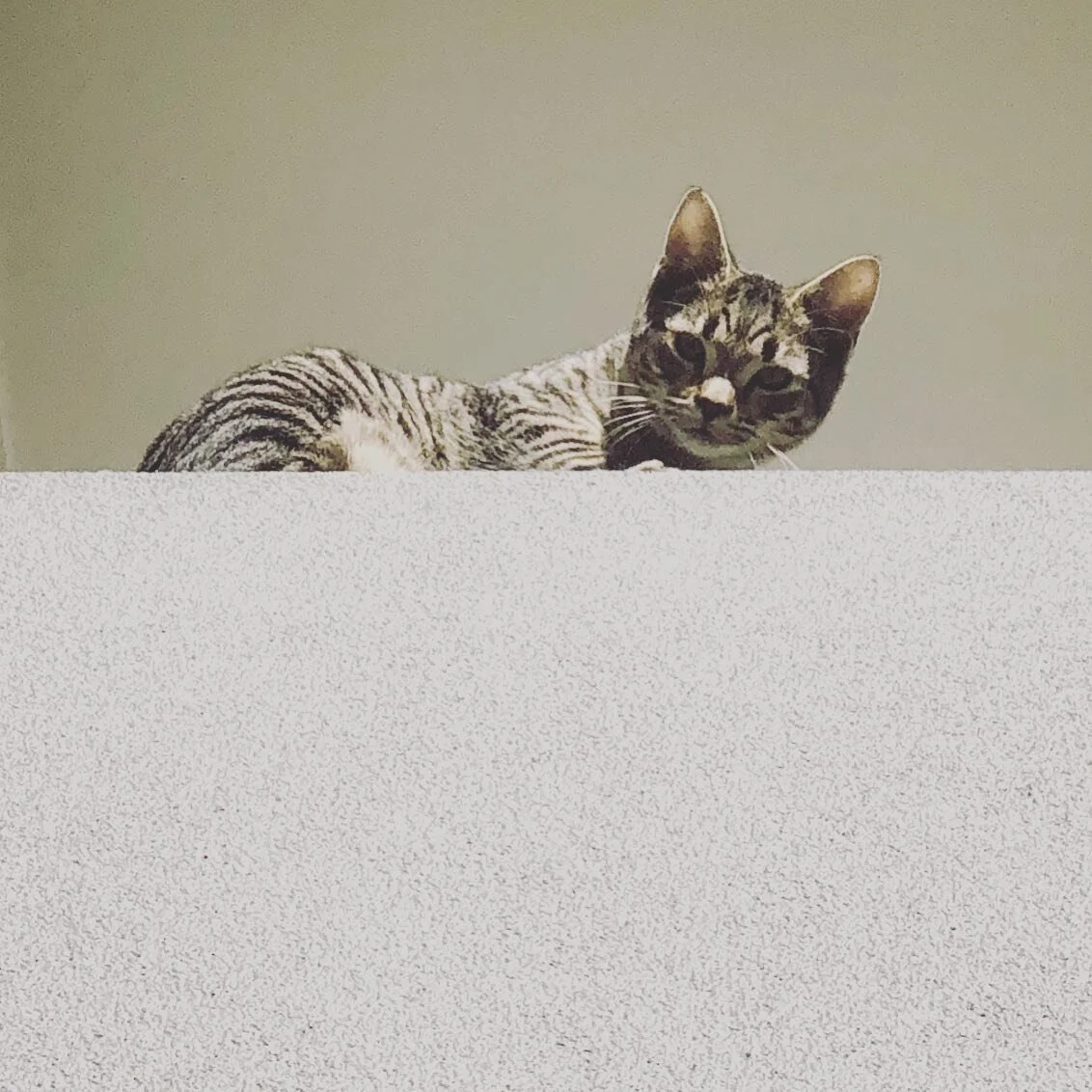 #kitten #ledge #balcony #tabbycat @Tabbi_tango