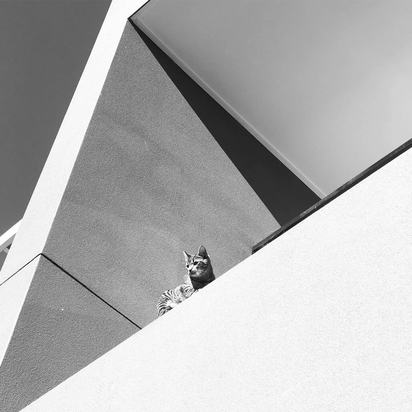 #kitten #architecture #shadow #2lazy2tag @Tabbi_tango