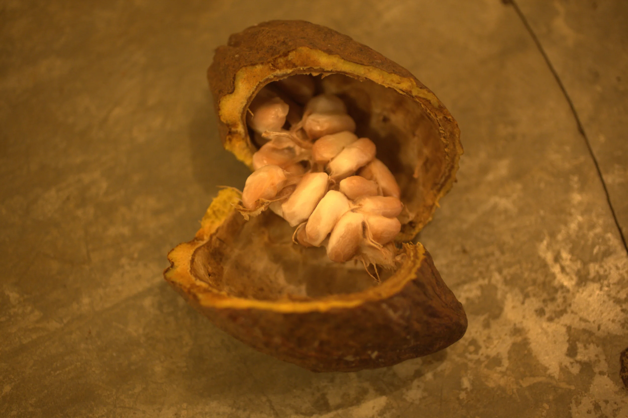 Cocoa Pod