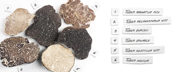 wheelerdeltorrotruffles.jpg