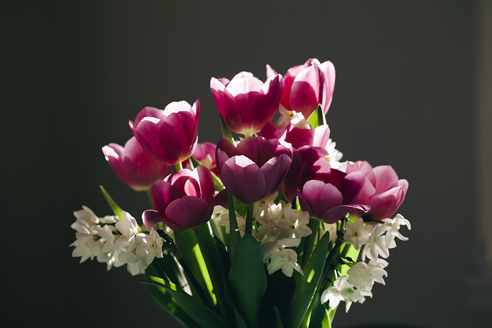 tulip_may16-4247smaller.jpg