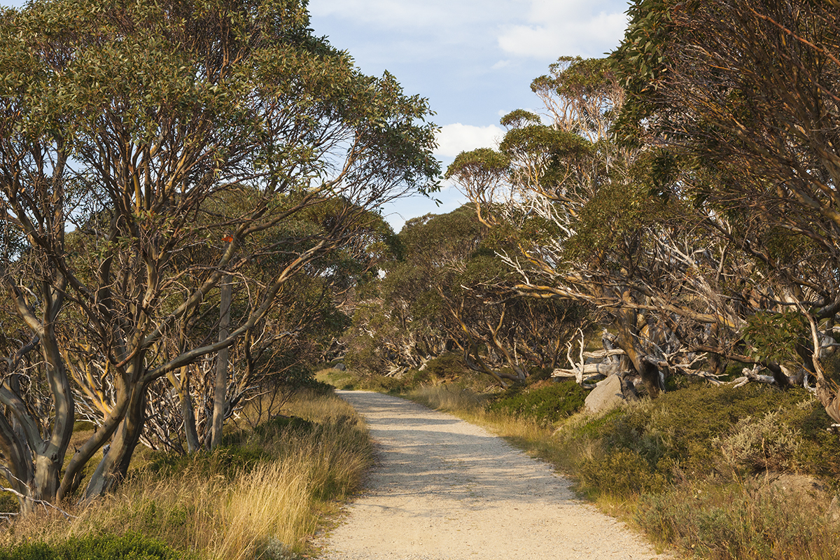 MtKosciuszko-0113.jpg