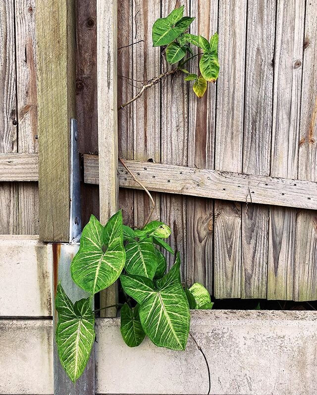 These little beauties just popped up by themselves in our retaining wall. I&rsquo;ve been encouraging them to spread across and cover the ledge. 🤞