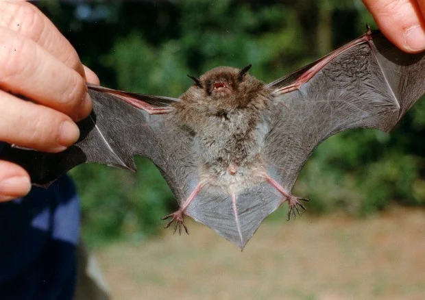Dear Leader showing us the wingspan of the primary research target