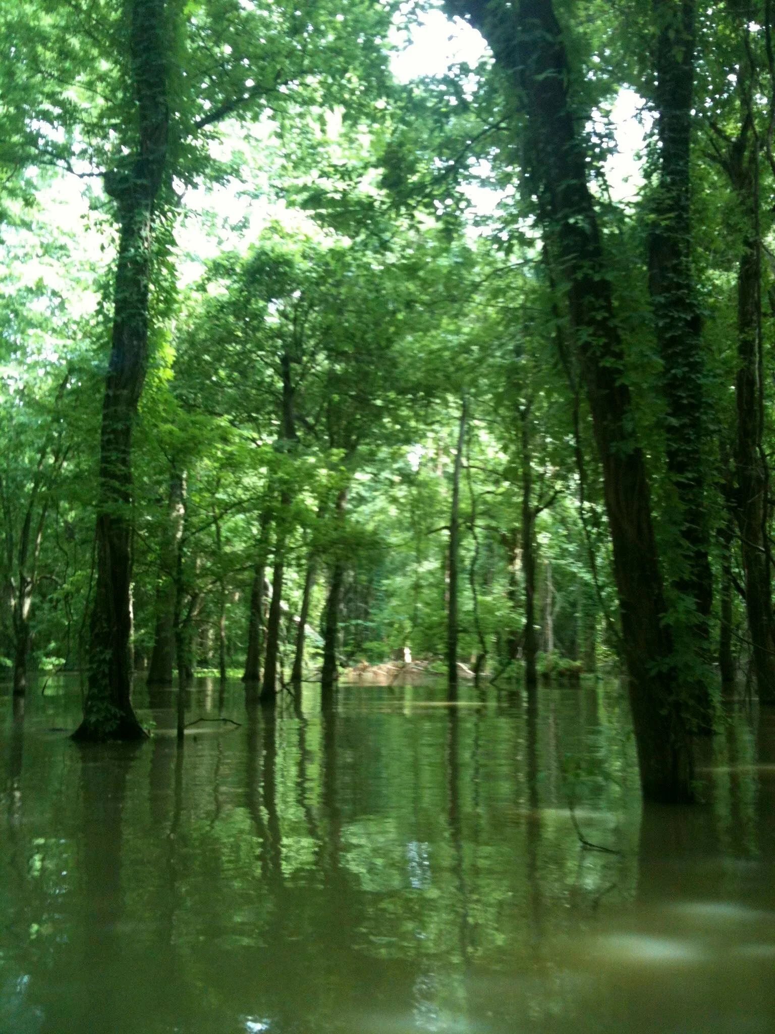 During high water season, water floods the trees and you enter what seems like a secret, underwater forest. You canoe around the trees. Yes, it's as magical as it sounds. 
