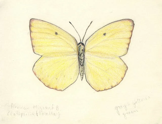   Catopsilia florella , 2002, pen and colored pencil on paper 