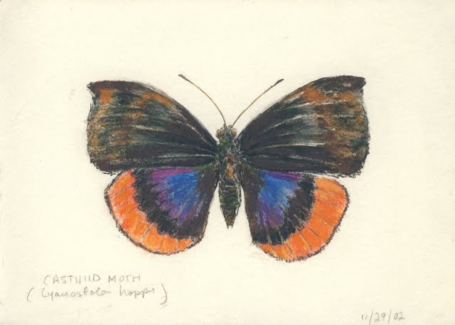   Cyanostola hoppi , 2002, pen, colored pencil and watercolor on paper 