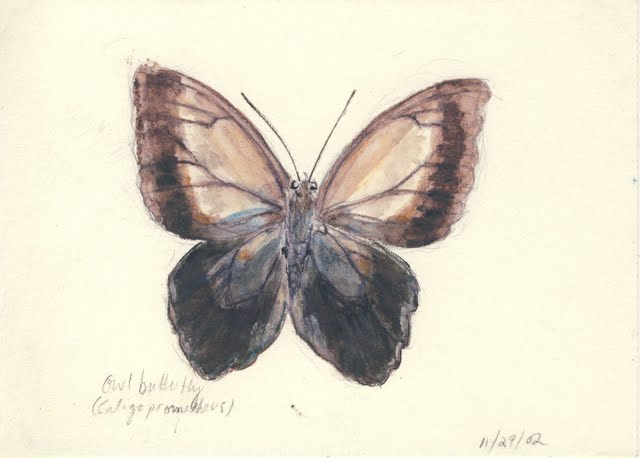   Caligo prometheus , 2002, pen and watercolor on paper 