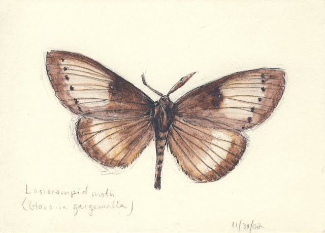   Lasiocampid moth , 2002, pen, watercolor and colored pencil on paper 