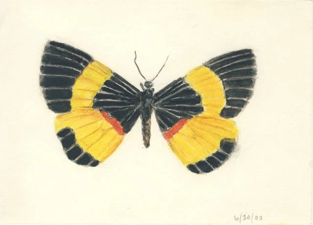   Butterfly , 2002, pen and watercolor pencil on paper 
