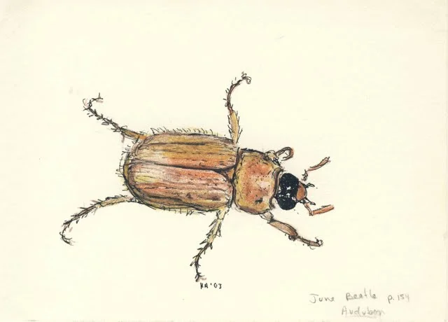   June beetle , 2002, marker and colored pencil on paper 