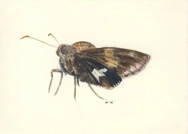   Moth , 2002, colored pencil and pen on paper 