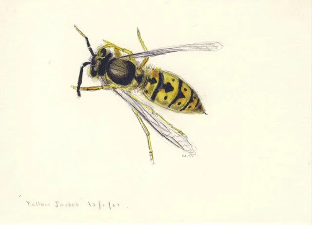   Yellow jacket , 2002, marker and pen on paper 