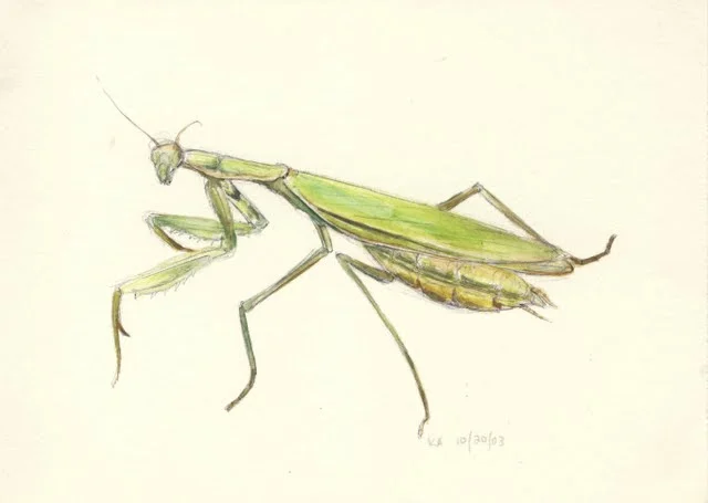   Praying mantis , 2002, graphite and colored pencil on paper 