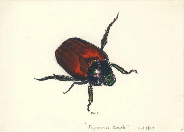   Japanese beetle , 2002, marker on paper 