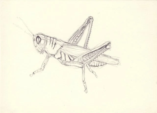  Grasshopper , 2002, pen on paper 