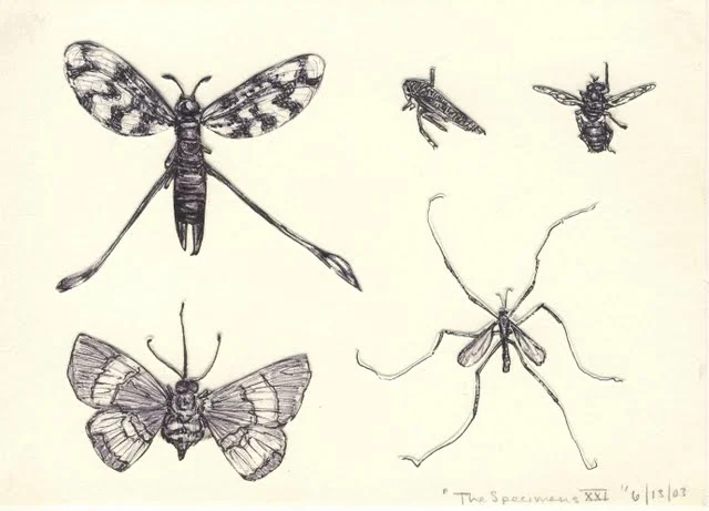   Specimens XXI , 2003, pen on paper 