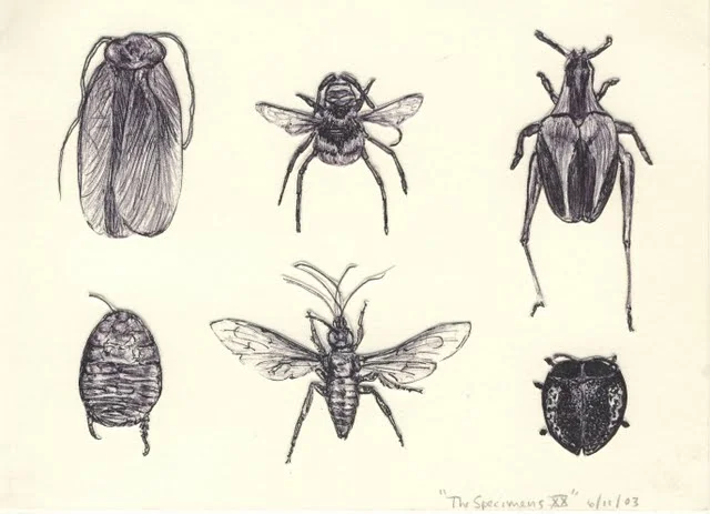   Specimens XX , 2003, pen on paper 