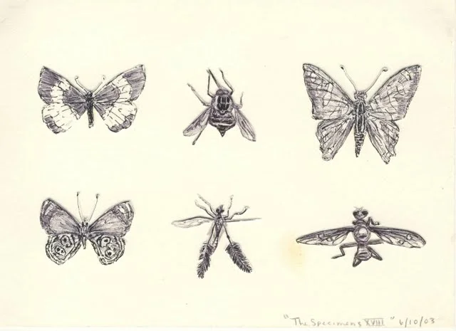   Specimens XVIII , 2003, pen on paper 