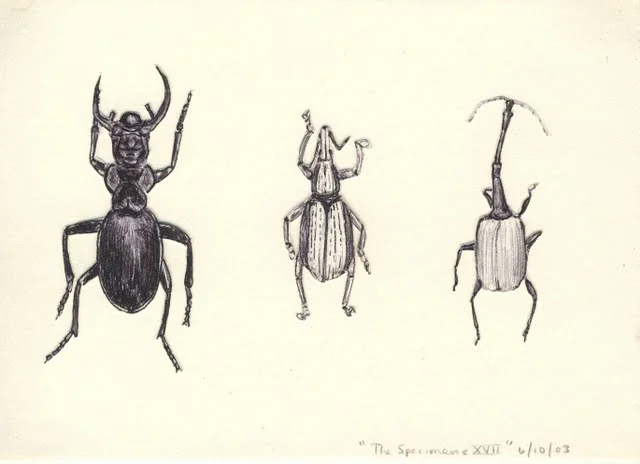   Specimens XVII , 2003, pen on paper 
