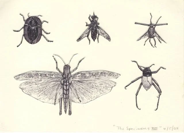   Specimens XVI , 2003, pen on paper 
