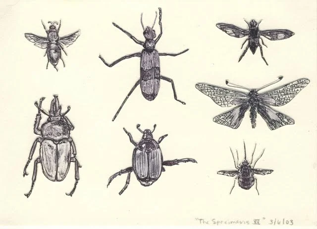   Specimens XV , 2003, pen on paper 