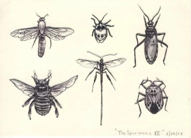   Specimens XII , 2003, pen on paper 