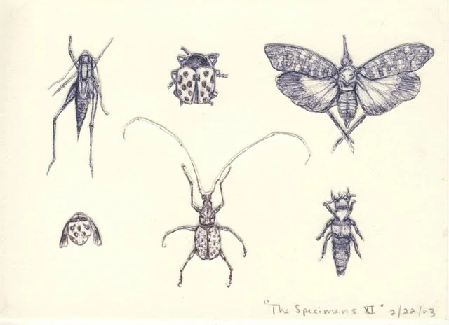   Specimens XI , 2003, pen on paper 