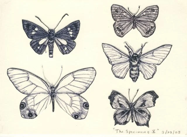   Specimens X , 2003, pen on paper 