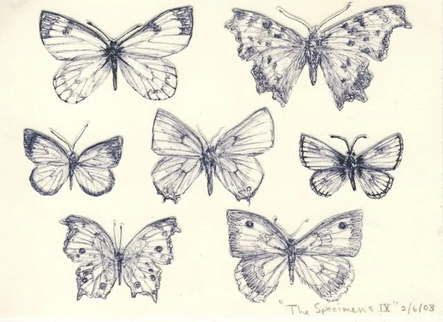   Specimens IX , 2003, pen on paper 