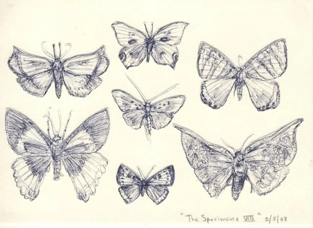   Specimens VIII , 2003, pen on paper 