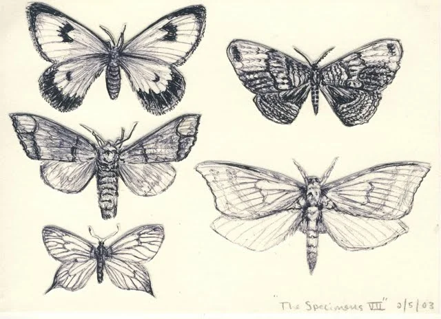   Specimens VII , 2003, pen on paper 