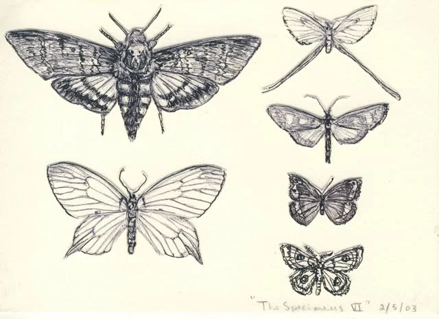   Specimens VI , 2003, pen on paper 