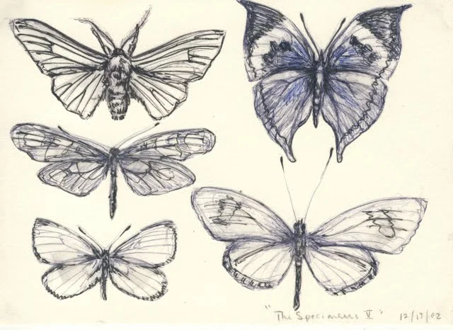   Specimens V , 2003, pen on paper 