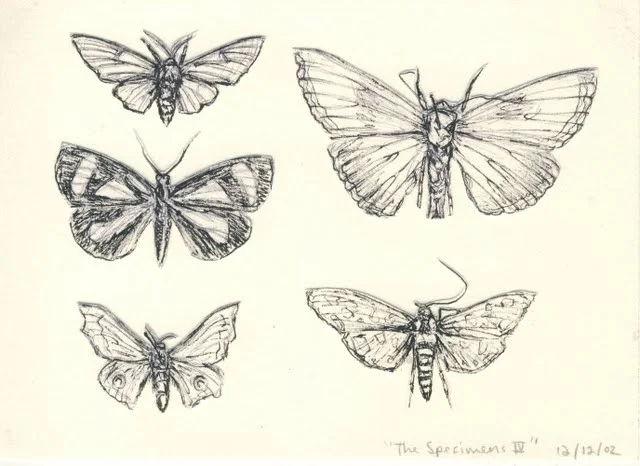   Specimens IV , 2003, pen on paper 