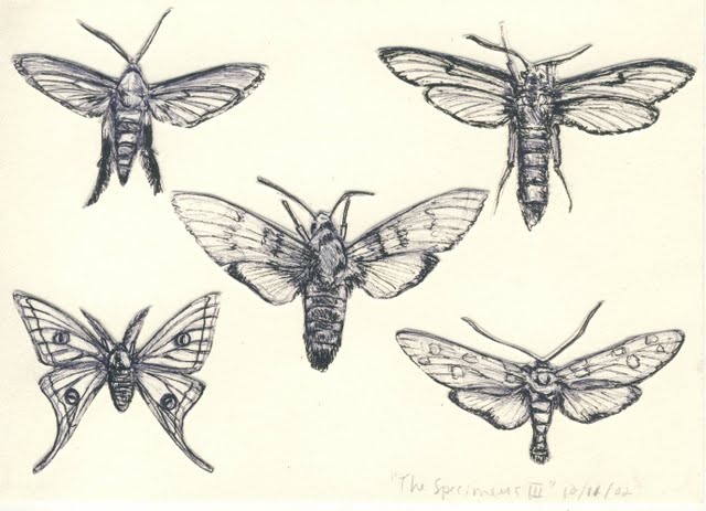   Specimens III , 2003, pen on paper 