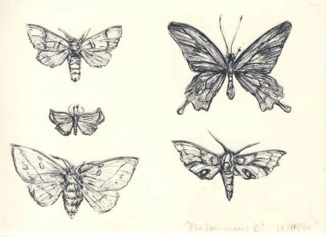   Specimens II , 2003, pen on paper 