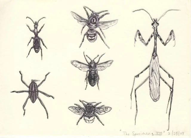   Specimens XIII , 2003, pen on paper 